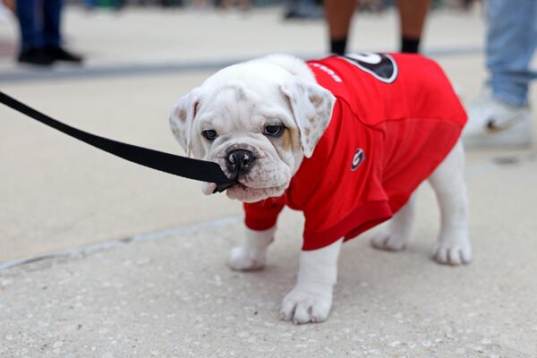 Bulldog puppy Chubbs, then nine weeks old, chews on his leash outside of TIAA Bank Field, Saturday, October 29, 2022, in Jacksonville, Florida. Chubbs is owned by Gregory Harper, of Gainesville, Ga. (Jason Getz/The Atlanta Journal-Constitution)