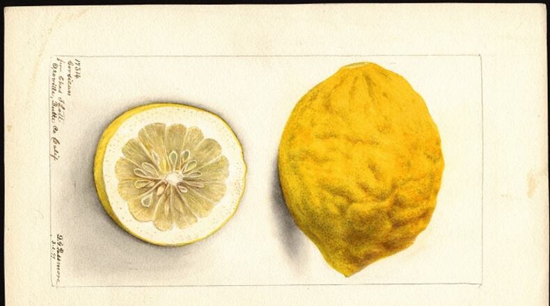 Watercolors showing fruit that was introduced to America by David Fairchild were commissioned by the U.S. Department of Agriculture between 1899 and 1919. Pictured: Corsican Limon, 1899. (Handout)