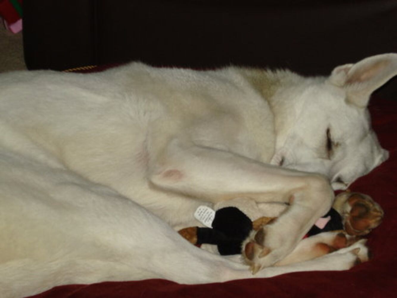 Atlanta's Top Dogs: 3. German Shepherds