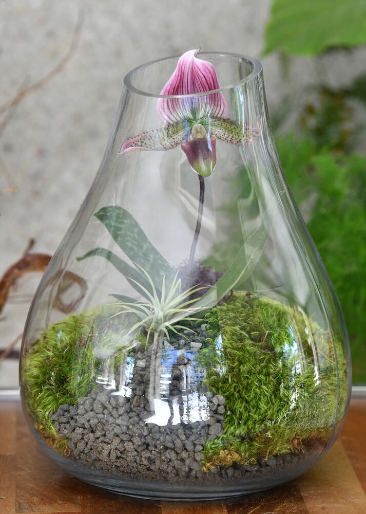 21 indoor, easy-to-care-for plants