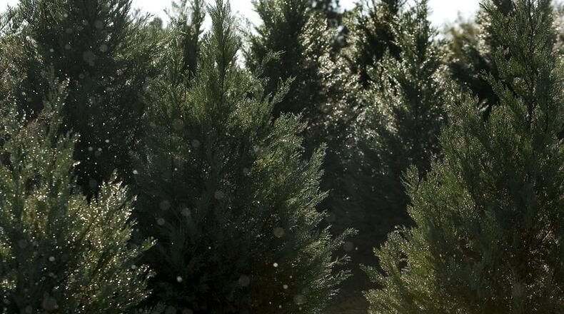 Henry County say residents can dispose of Christmas trees at the south metro Atlanta community's recycling center.