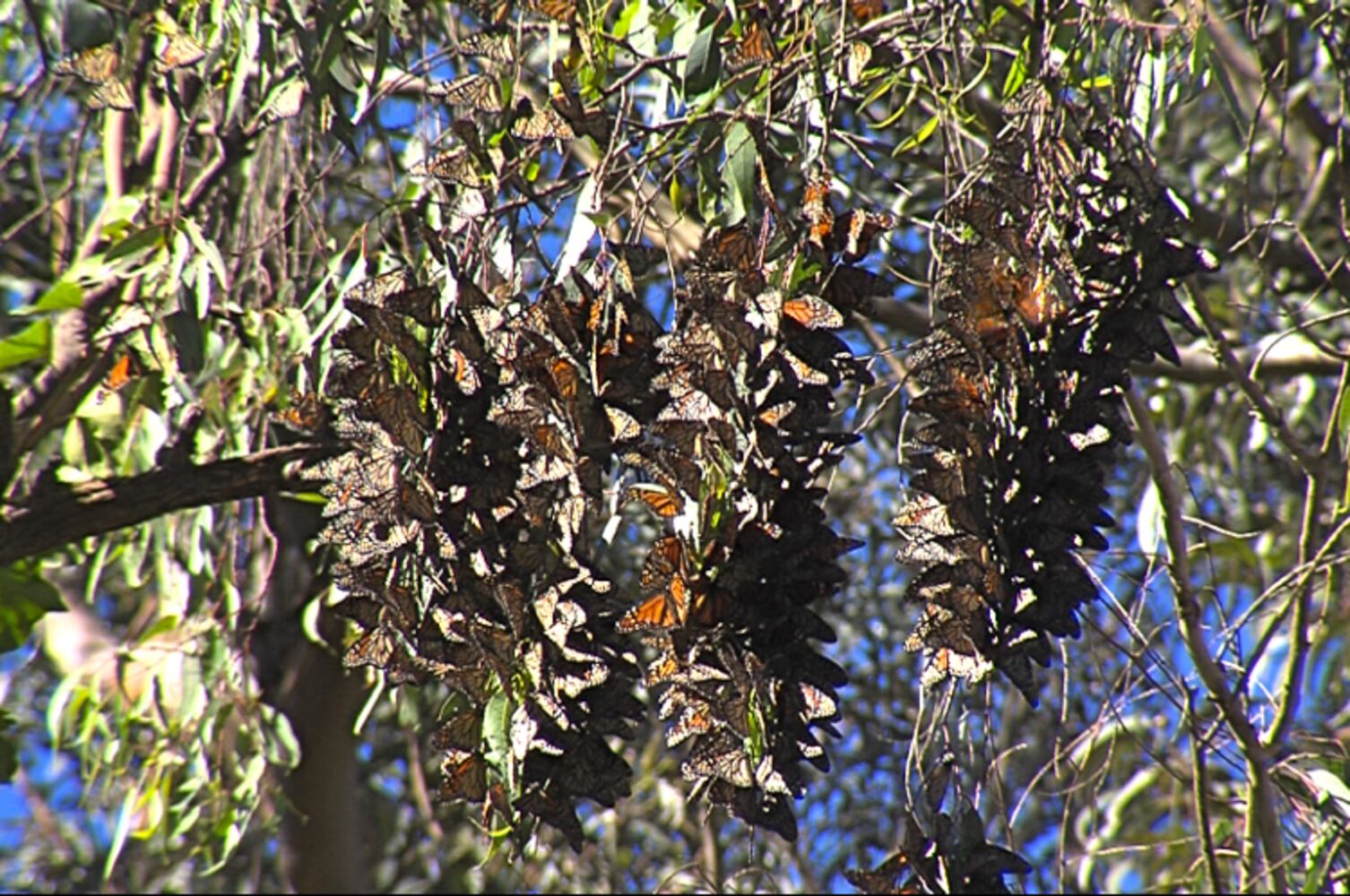 Monarch Butterfly Natural Preserve
