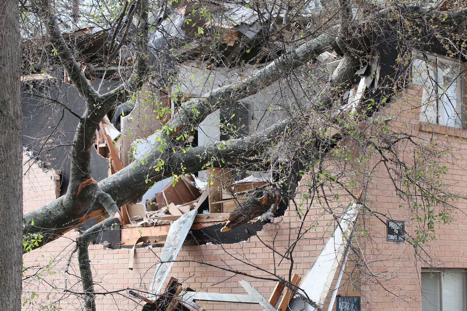 Tree falls on 13th Street west of Piedmont