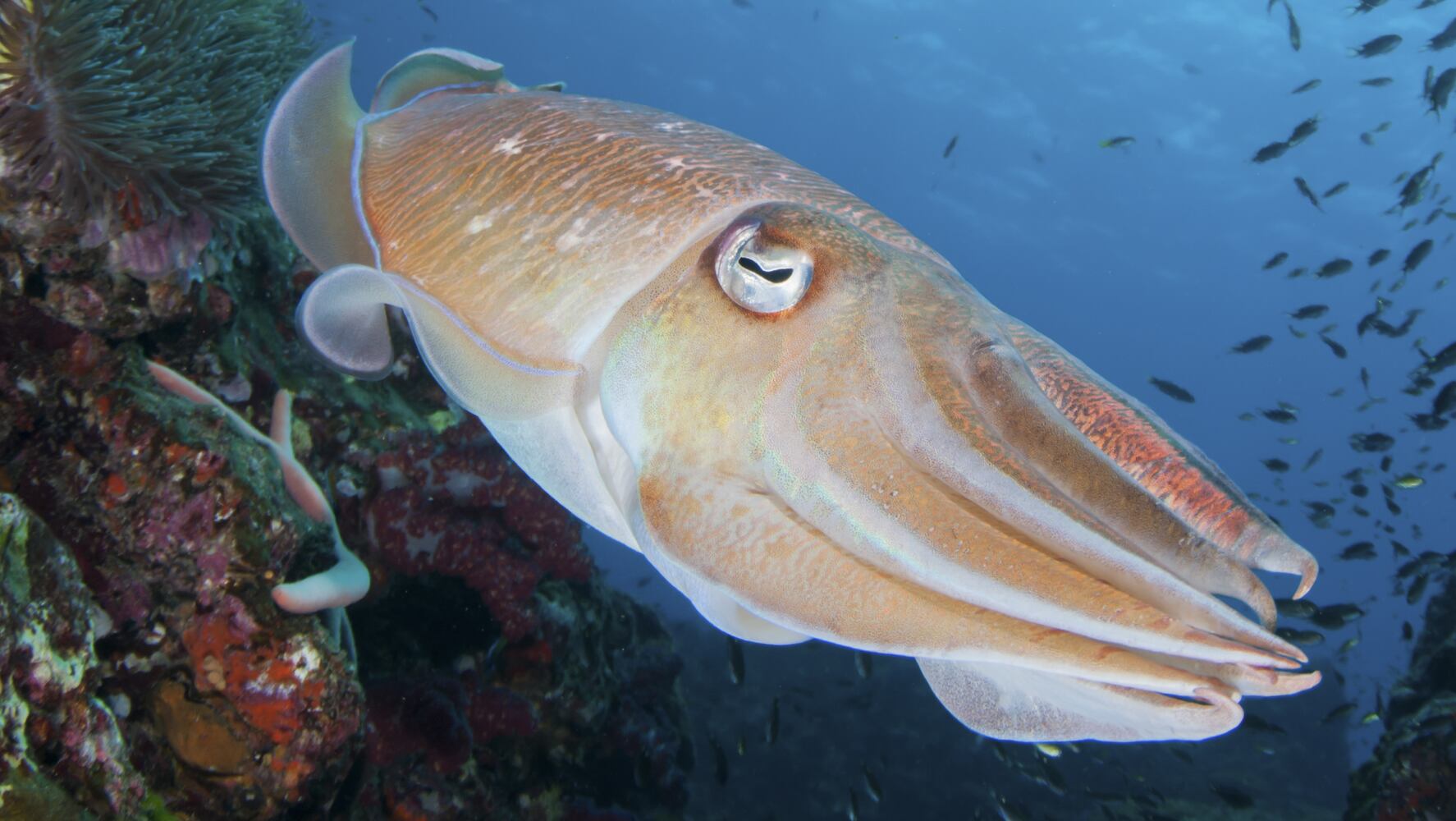 Scuba diving in Thailand: A balancing act