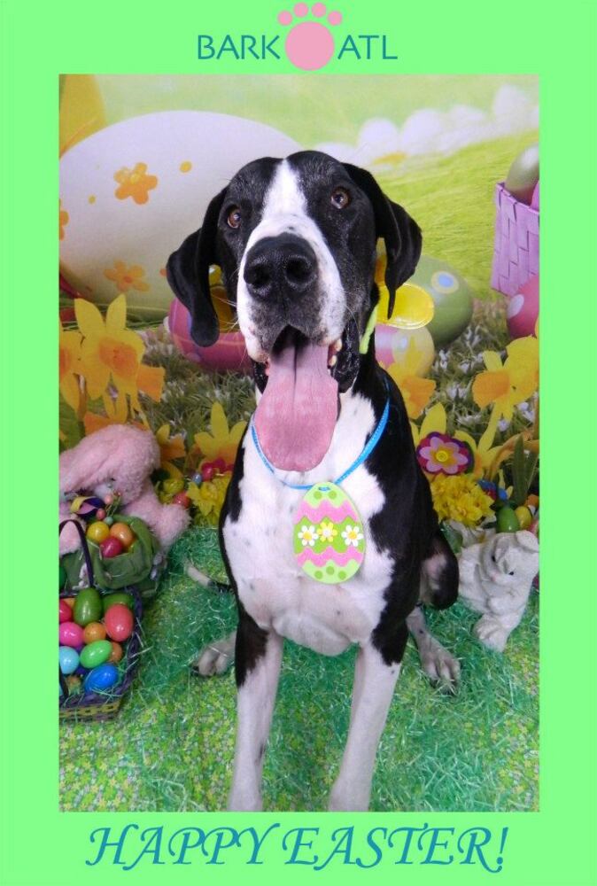 Easter pups on parade at Bark ATL 2013