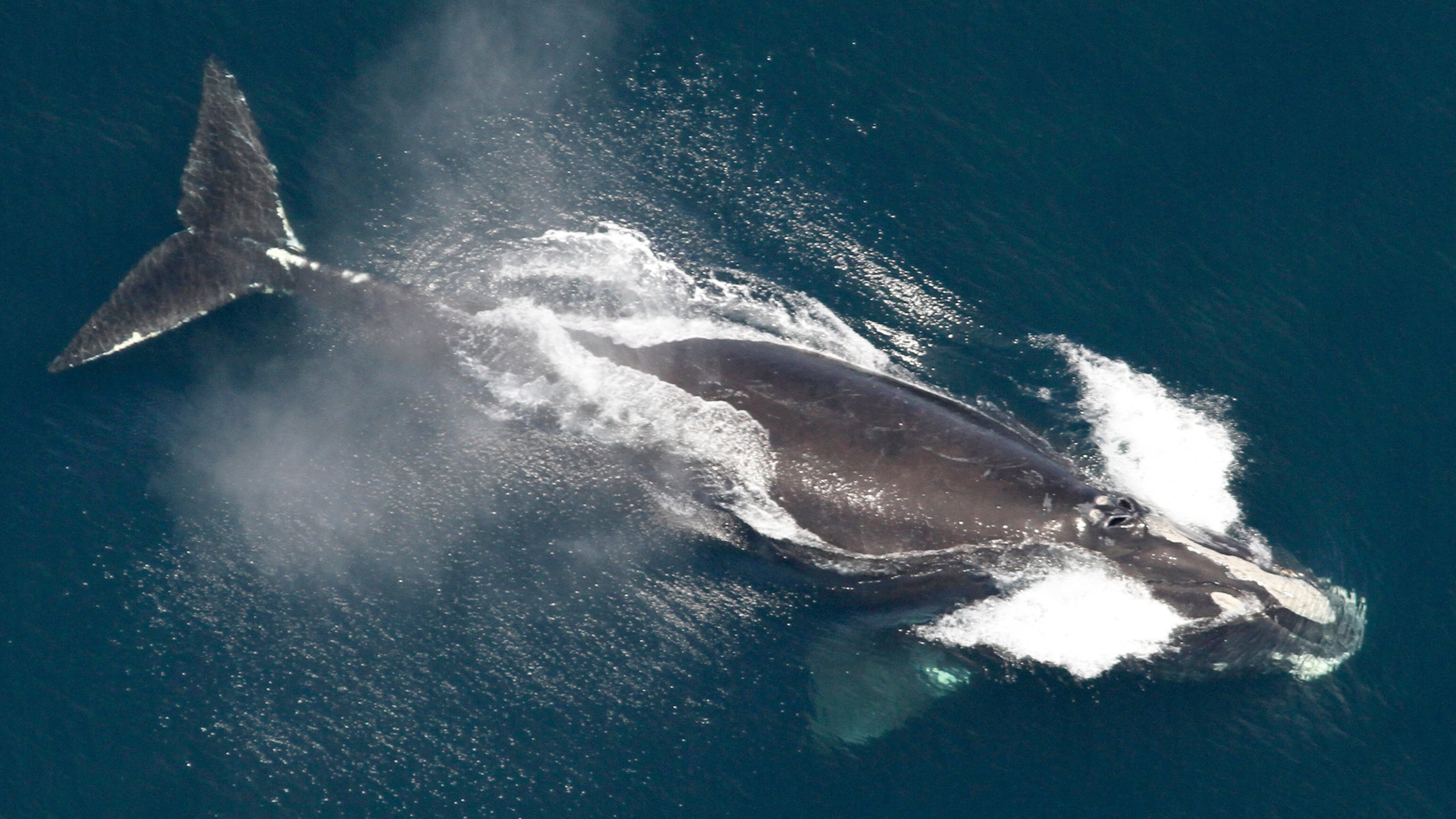FILE - This image provided by NOAA shows a North Atlantic right whale in the waters off New England on May 25, 2024. (NOAA via AP, File)
