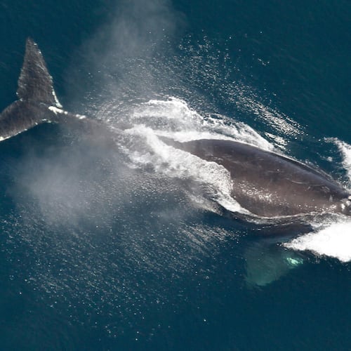 FILE - This image provided by NOAA shows a North Atlantic right whale in the waters off New England on May 25, 2024. (NOAA via AP, File)