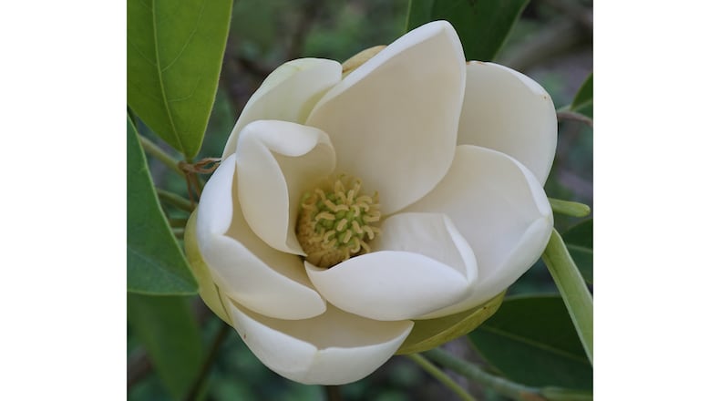 Magnolia virginiana
1275-80-A
