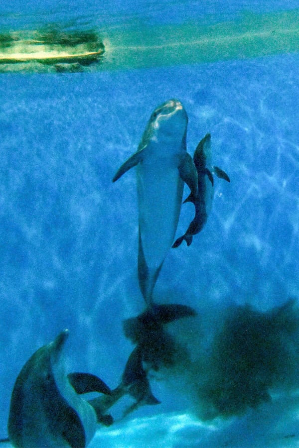 This photo provided by Brookfield Zoo Chicago, bottlenose dolphin "Allie" gives birth to a new calf at the Brookfield Zoo Chicago on Saturday, June 7, 2025. (Brookfield Zoo Chicago via AP)