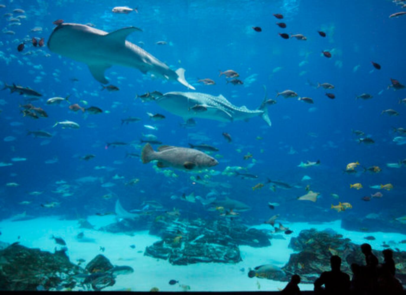 Aqua Vino benefits Georgia Aquarium