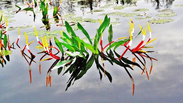 The golden club, also known as “neverwet,” is one of the most common aquatic plants in the Okefenokee Swamp. (Contributed by Charles Seabrook)