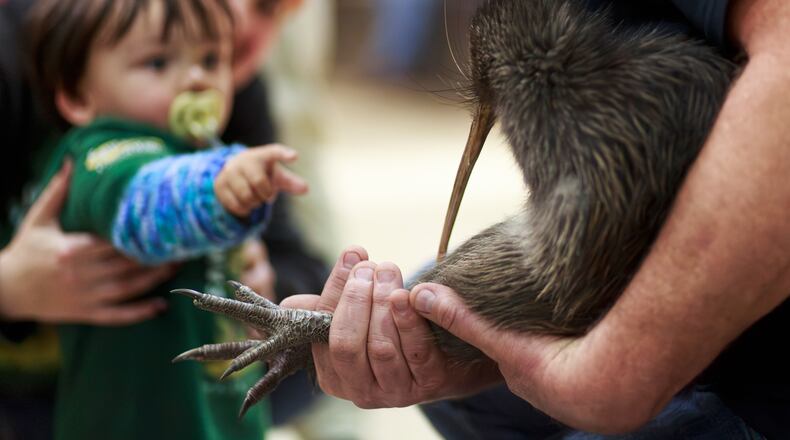 A staff member of a conservation organization holds a kiwi bird during an event at Parliament in Wellington, New Zealand, Tuesday, April 28, 2026. (Sara Tansy/Capital Kiwi Project via AP)