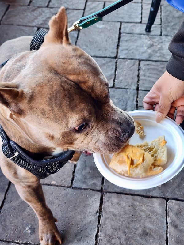 The BiteLines Doggie Crawl food tour features bites for attendees' four-legged friends. (Courtesy of BiteLines)