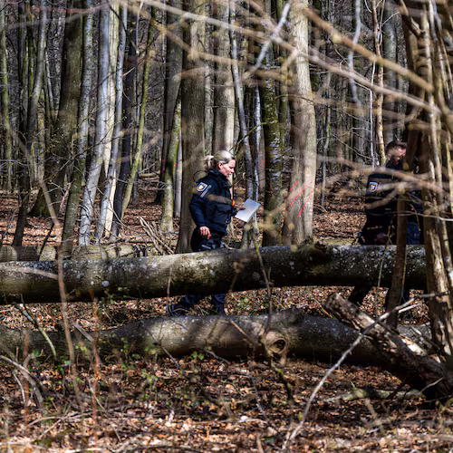 Schleswig-Holstein, Flensburg: Police officers stand next to a fallen tree in a wooded area south-east of Flensburg, Germany on Sunday, April 5, 2026. (Benjamin Nolte/dpa via AP)