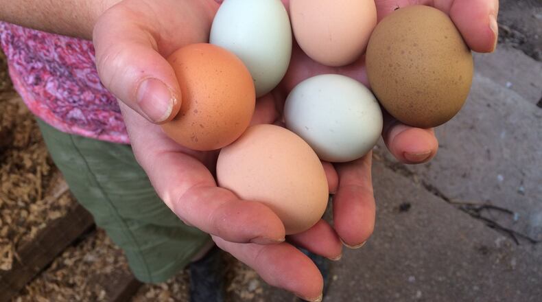 The eggs laid by Anne-Marie Anderson’s chickens come in a beautiful variety of colors. BO EMERSON / BEMERSON@AJC.COM