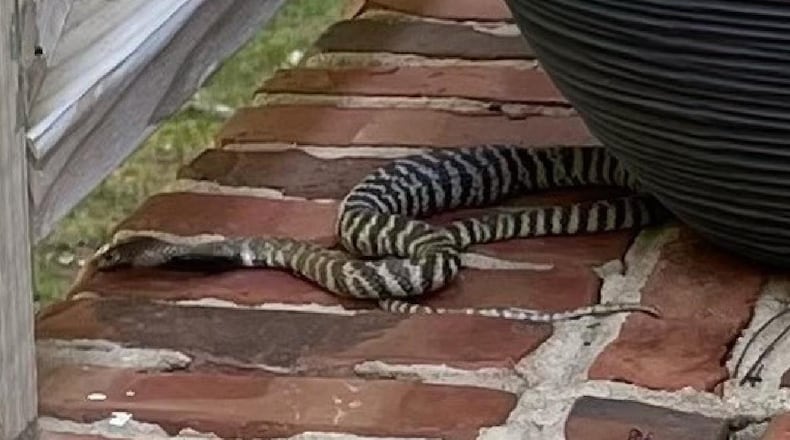 Raleigh police sent an warning early Tuesday after a zebra cobra, which is known to spit venom, was spotted on the porch of a home.