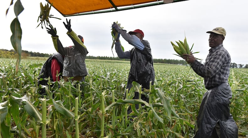 Workers harvest sweet corn in 2019 at Worsham Farms in southwest Georgia. A new survey from American Farmland Trust says Georgia farmland is among the most threatened farmland in the nation particularly land that is located in rural areas.  (Hyosub Shin / Hyosub.Shin@ajc.com)