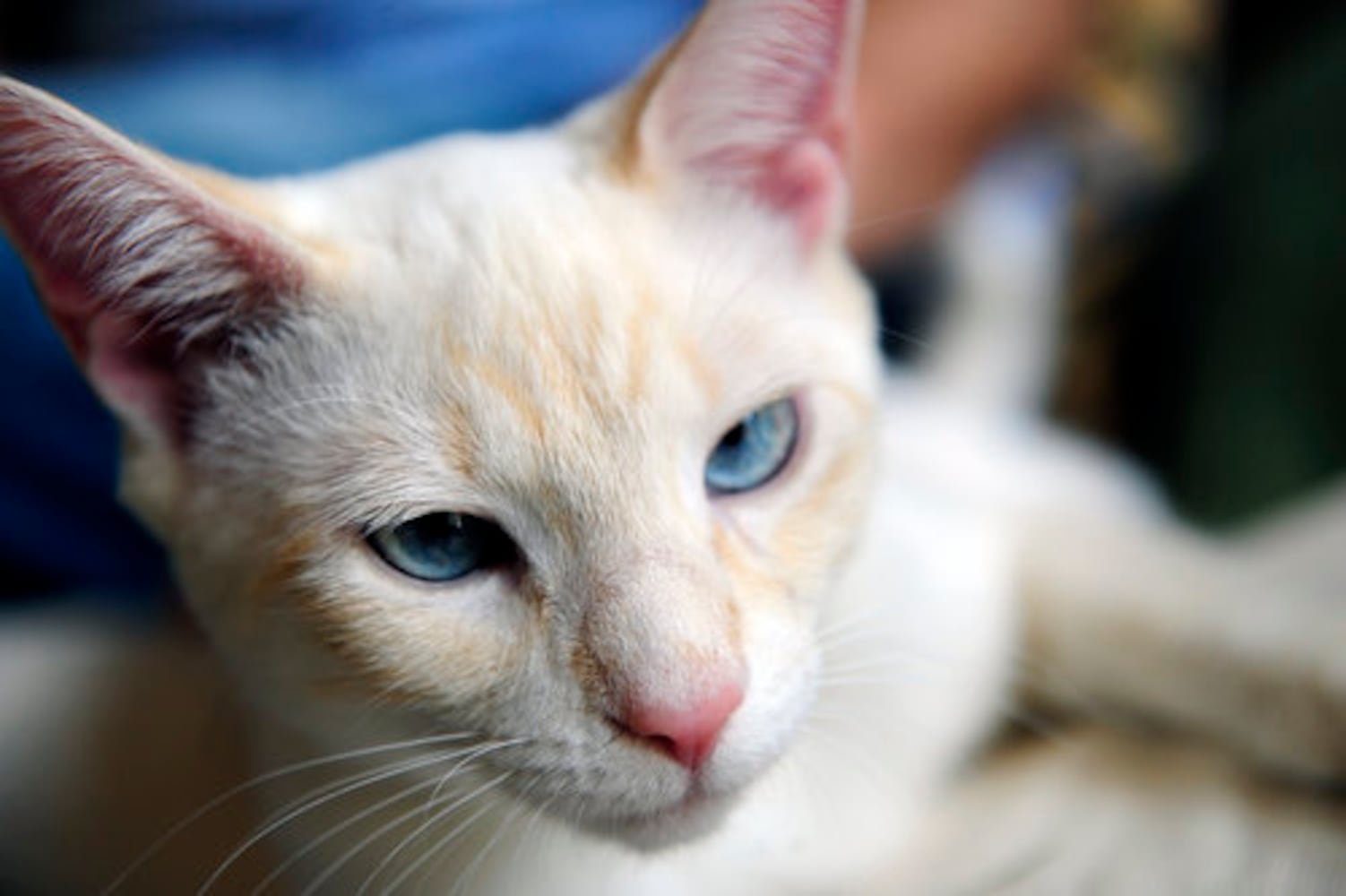 Pete the Cat, and the artist who loved him