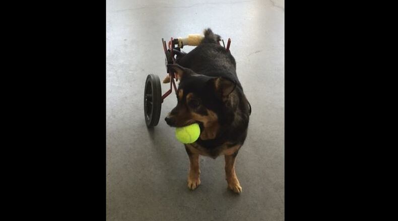 Bandit, an Anatolian shepherd, is looking for a home that can support his special needs.