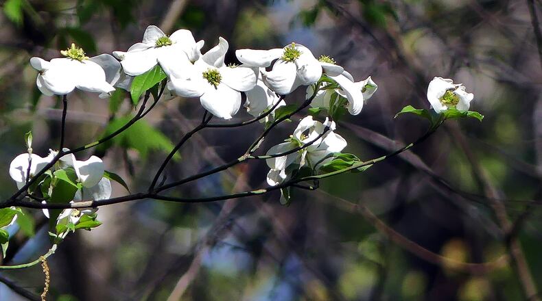 Dogwood trees are among the early bloomers this year. With so many plants blooming two or three weeks ahead of their usual times, it has been a very early spring. (Charles Seabrook for The Atlanta Journal-Constitution)