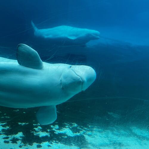 FILE - Beluga whales swim in a tank at Marineland amusement park in Niagara Falls, Ontario, Canada, June 9, 2023. (Chris Young/The Canadian Press via AP, File)