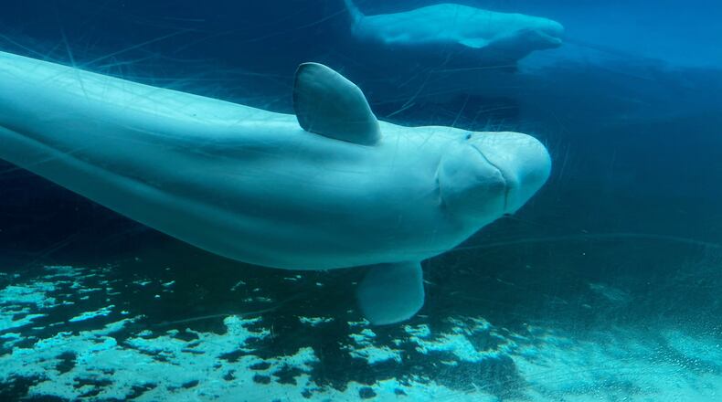 FILE - Beluga whales swim in a tank at Marineland amusement park in Niagara Falls, Ontario, Canada, June 9, 2023. (Chris Young/The Canadian Press via AP, File)