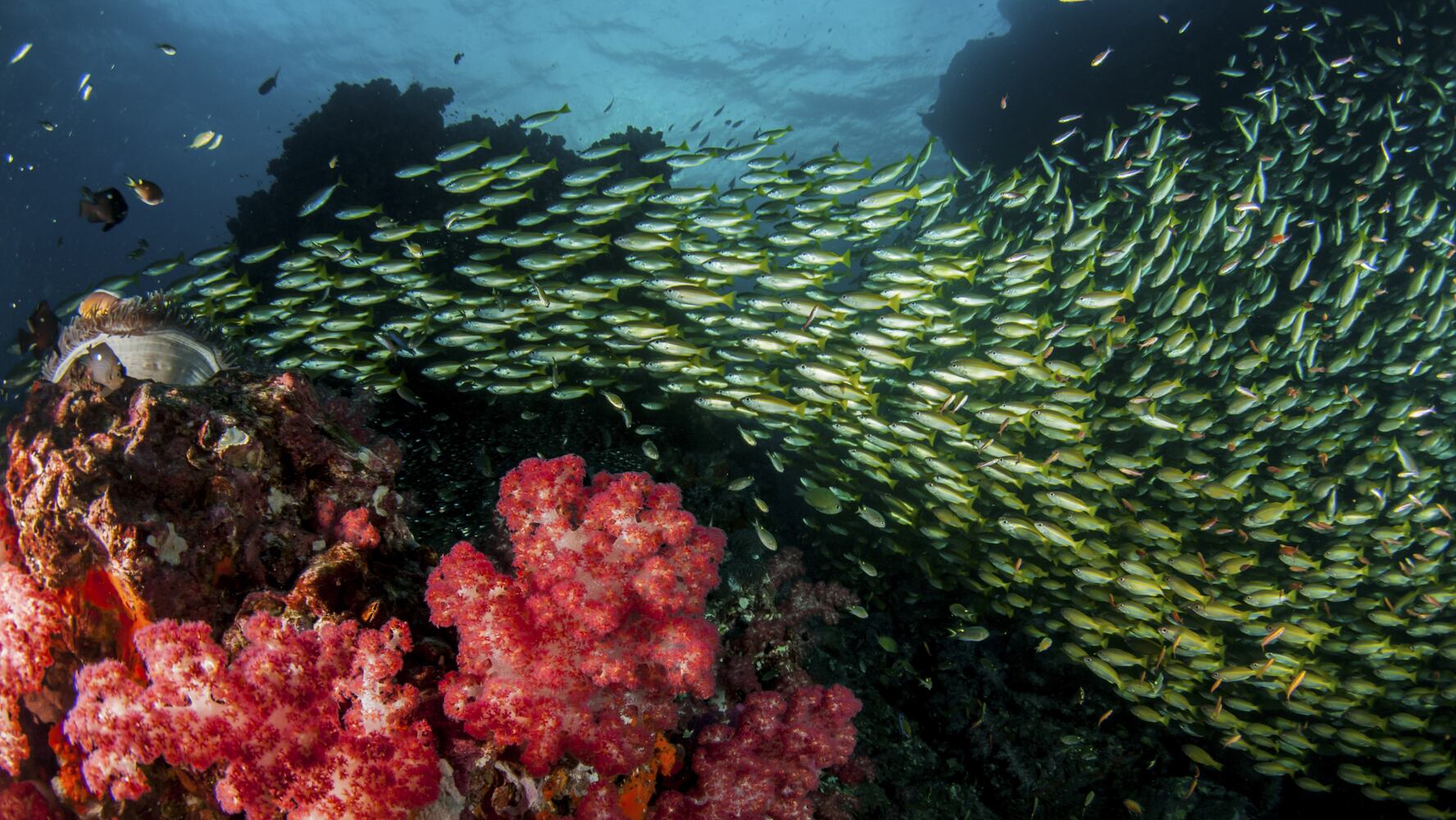 Scuba diving in Thailand: A balancing act