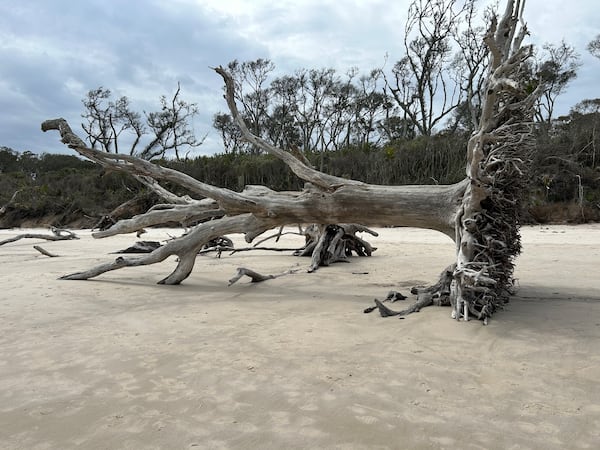 The tree trunks at Boneyard Beach at Big Talbot Island State Park lend a haunting look to this beach. (Karon Warren for the AJC)