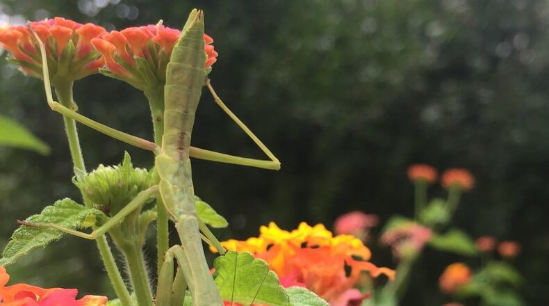 Mary Umlauf of Stone Mountain submitted a photo of this small, male praying mantis. “Only 1 1/2 inches, it has been hanging out on my lantana bush for more than a week. I first noticed him munching on a small butterfly several days ago. I have deliberately planted a pollinator garden in my yard, but it seems that I also feed their predators,” she wrote. “A real beauty.”