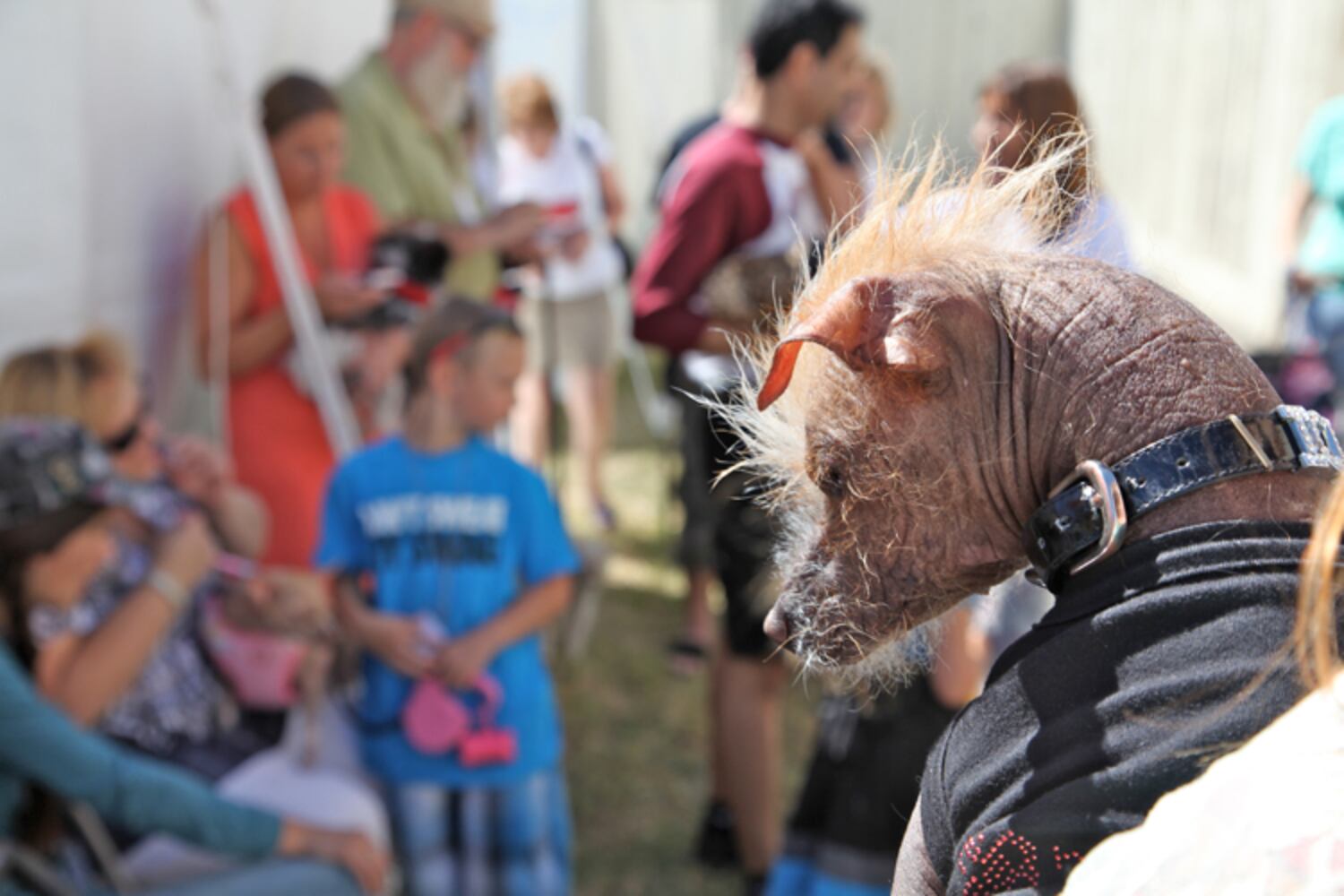 Contestants from the 2013 World's Ugliest Dog contest