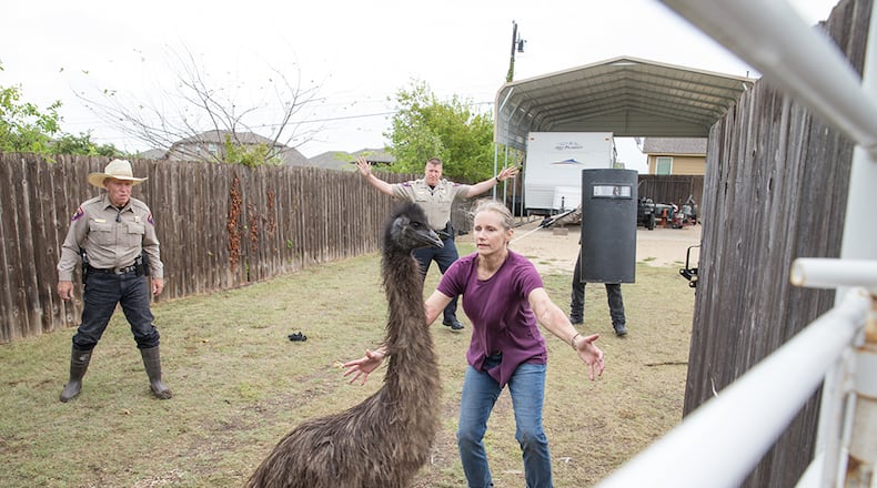 10/22/15 With the help of Round Rock Police, Lori Kessler of Round Rock safely rounds up her four emus which were recovered on Steve Oleson's Valley Creek property. Suzanne Cordeiro / For American-Statesman