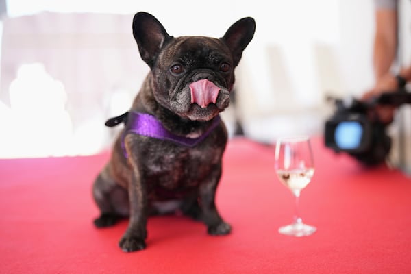 Nala poses for a photo during the Palm Dog award ceremony at the 78th international film festival in Cannes, southern France, Friday, May 23, 2025. (AP Photo/Natacha Pisarenko)