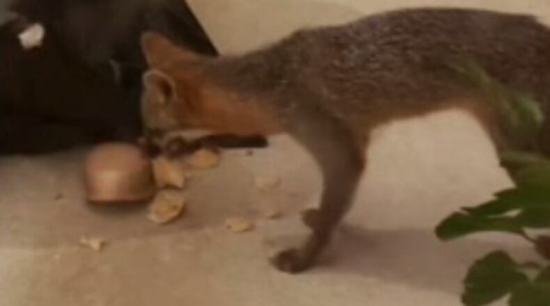 Walton County deputies shot  a fox that attacked them and a resident Thursday morning.