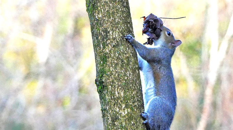 An Eastern gray squirrel in a Decatur yard gathers material to make a nest of leaves and twigs high in a tree. Such nests are used as shelter for most of the year. (Charles Seabrook for The Atlanta Journal-Constitution)