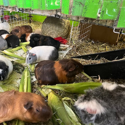 Guinea pigs nibble on corn and other vegetation at a guinea pig rescue in Salisbury, Mass., Friday, July 10, 2026. (AP Photo/Kimberlee Kruesi)