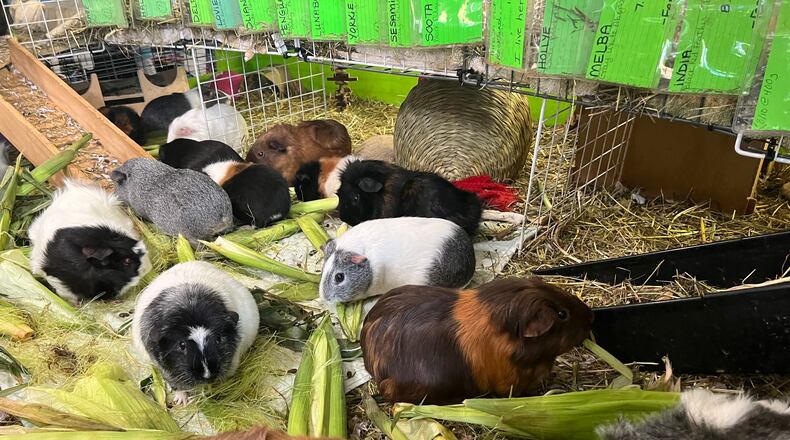 Guinea pigs nibble on corn and other vegetation at a guinea pig rescue in Salisbury, Mass., Friday, July 10, 2026. (AP Photo/Kimberlee Kruesi)