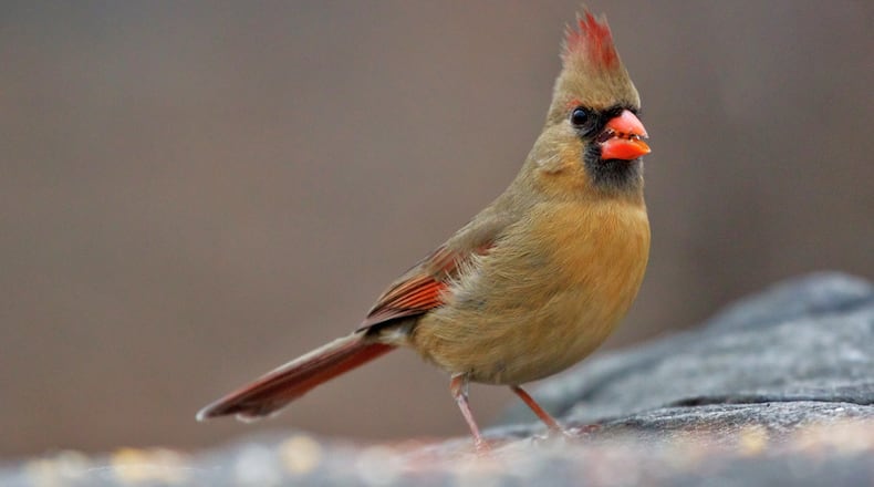 The Northern cardinal is one of few songbird species in which both the male and female (shown here) sing. In most songbird species, only the male sings. (Courtesy of Matt MacGillivray/Creative Commons)
