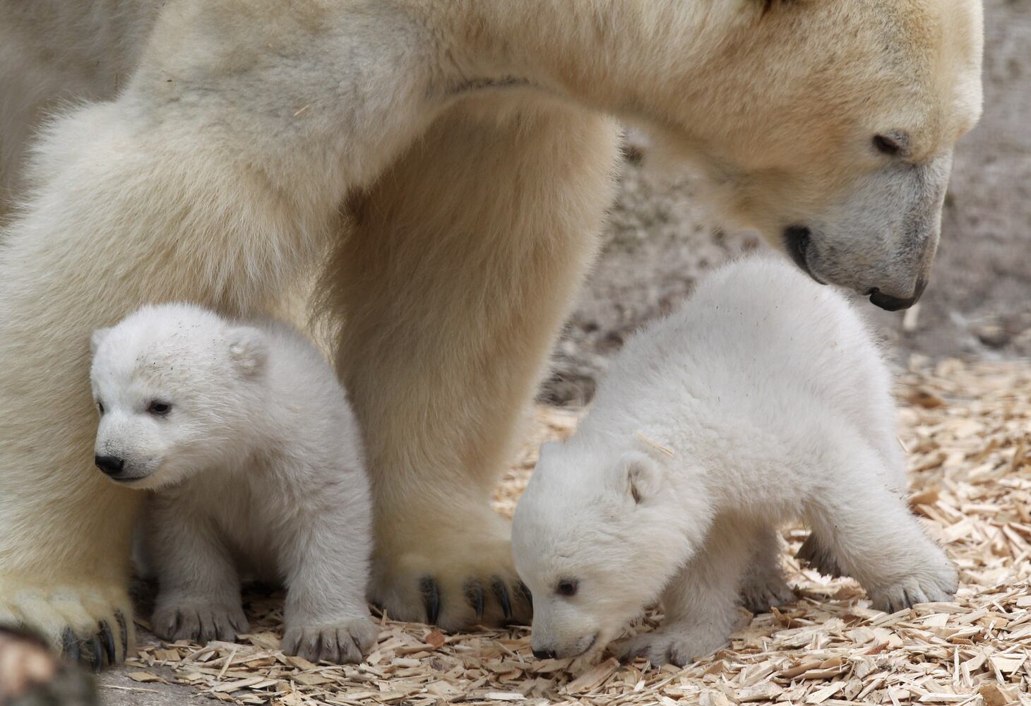 2014 cute animals