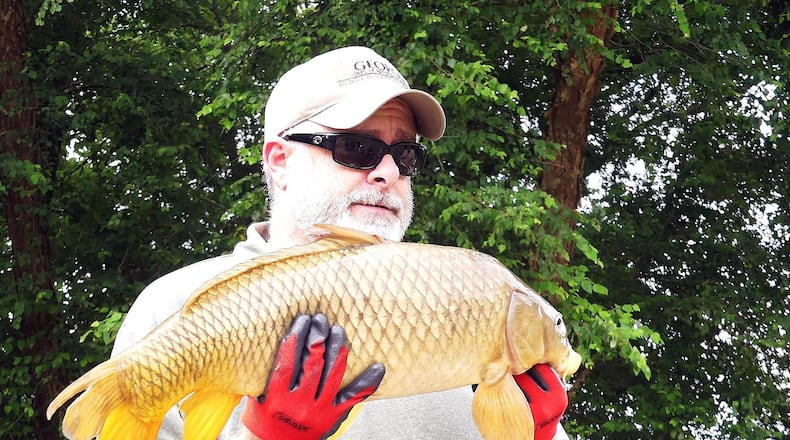 Brent Hess, a biologist with Georgia’s Fisheries Management Section, holds an 11-pound common carp. The carp and several other fish species were retrieved from the Chattahoochee River after they were temporarily stunned by an electric probe in the water. (They quickly recover.) CONTRIBUTED BY CHARLES SEABROOK