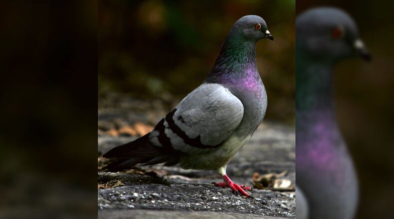 FILE PHOTO: A pigeon made use of poppies that were serving as a remembrance for members of the military who died. The bird made a nest out of the red flowers.