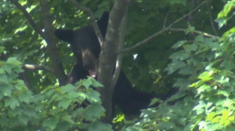 On Wednesday morning, a young American black bear was lured down from a tree at UNC REX Healthcare in Raleigh, North Carolina with jelly doughnuts.