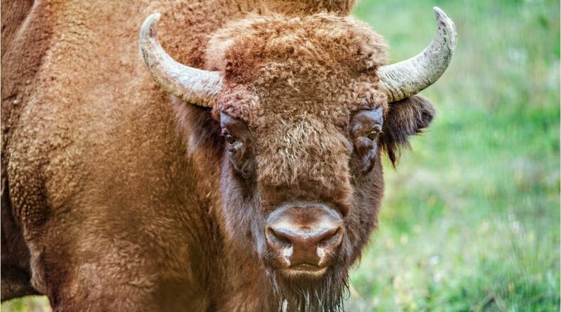 Bison attacks woman near South Dakota park