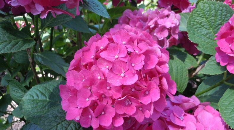 Hydrangea flower color is determined by the amount of aluminum present in the flower petals. If you want to promote blue flowers instead of pink in the future, add a couple of tablespoons of aluminum sulfate to a gallon of water and pour it around your hydrangeas. CONTRIBUTED BY WALTER REEVES