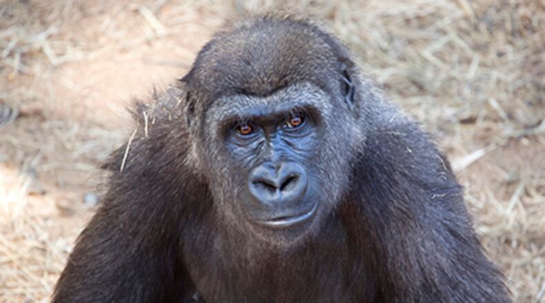 Kazi, whose name means “treasure” in Swahili, was born at Zoo Atlanta in 2005.