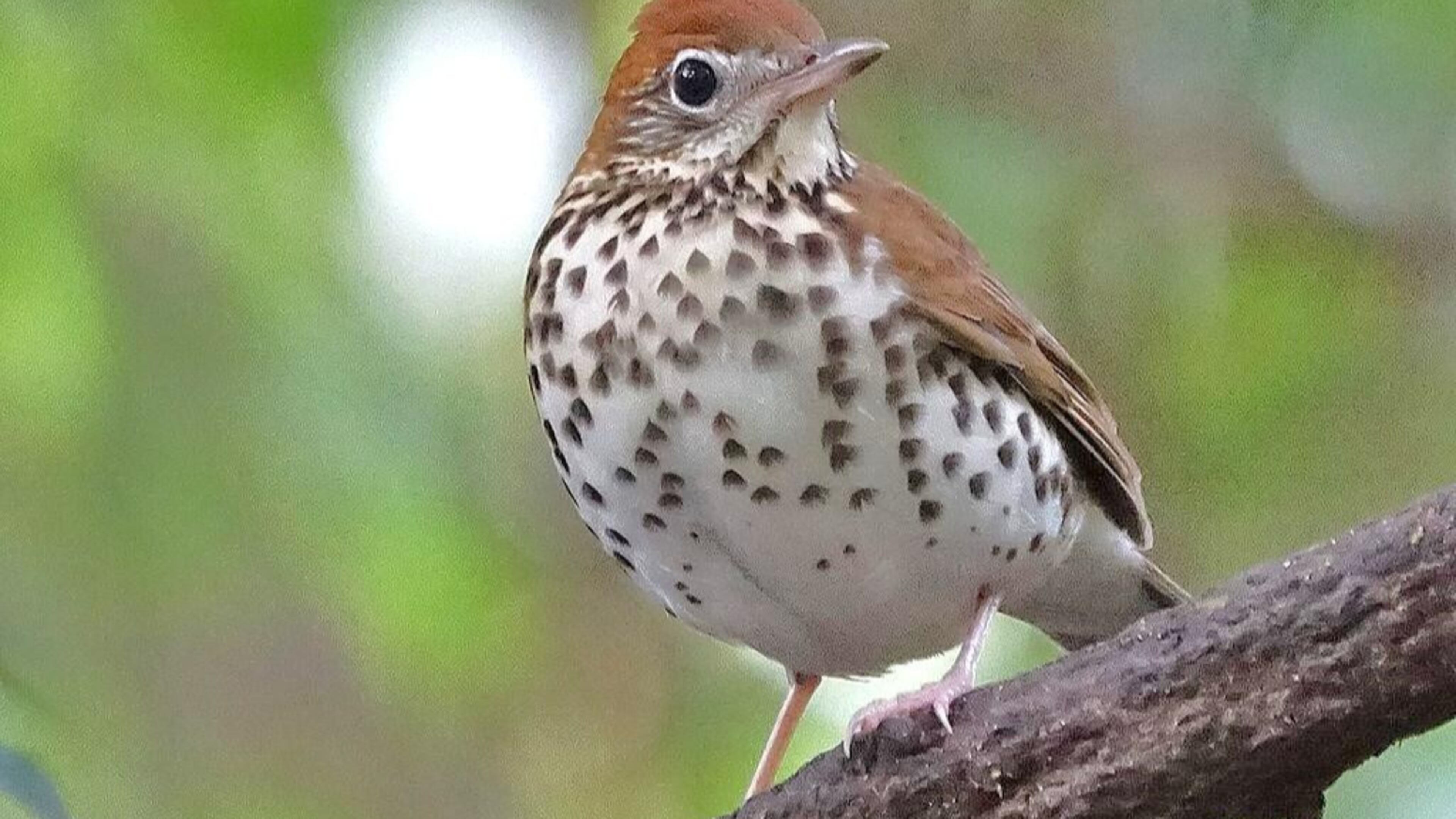 The wood thrush is one of Georgia's sweetest singing songbirds. Its song sounds like "ee-o-lay, ee-o-lay." (Mike's Birds/Creative Commons)