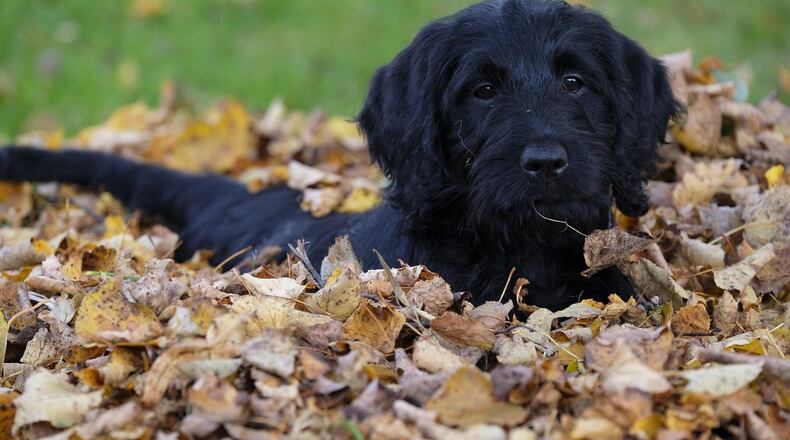 A 1-year-old labradoodle swallowed a Michigan woman's wedding ring.
