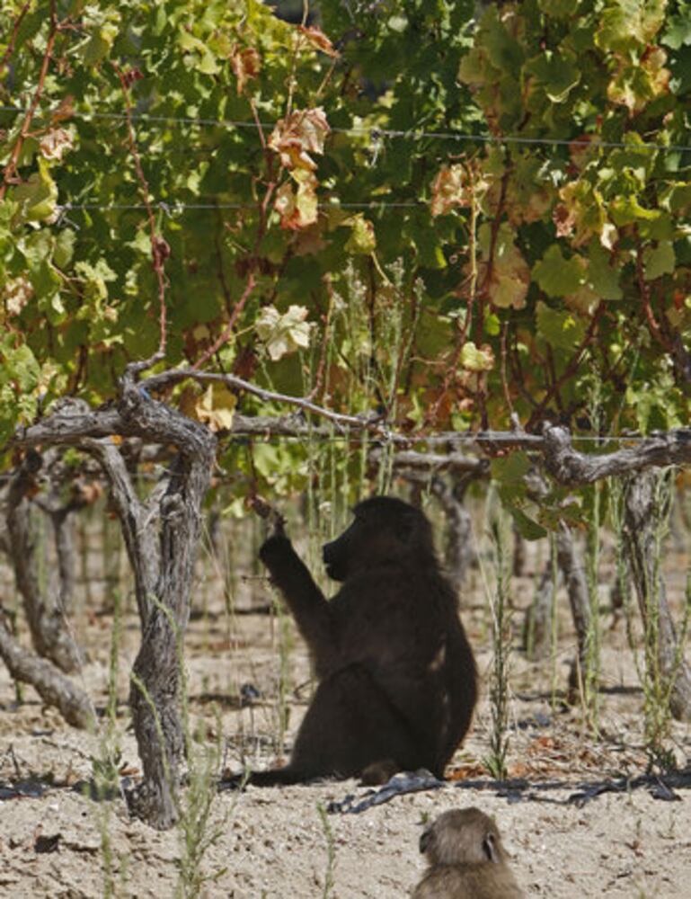 Baboons steal grapes from South African vineyards