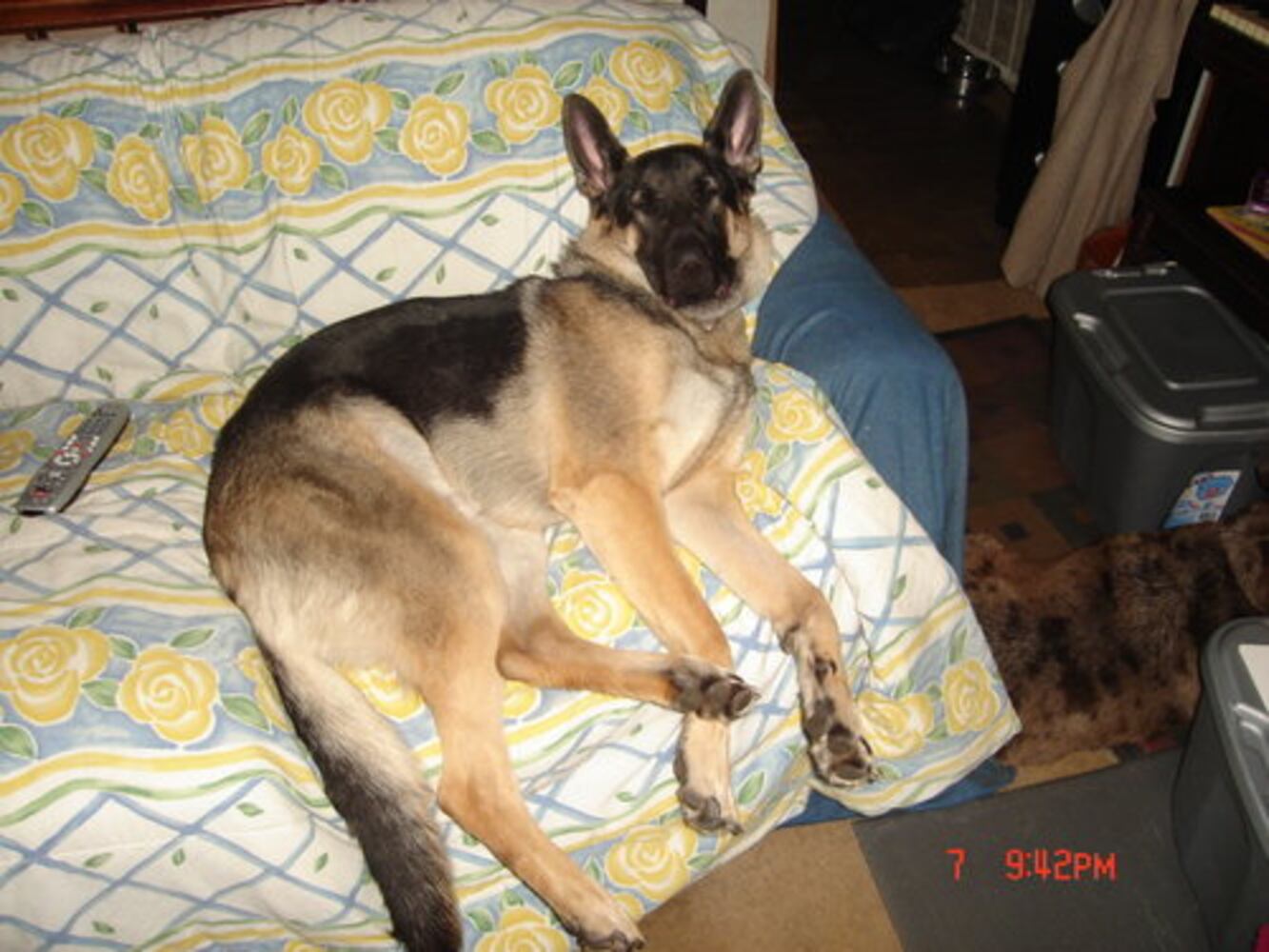 Atlanta's Top Dogs: 3. German Shepherds
