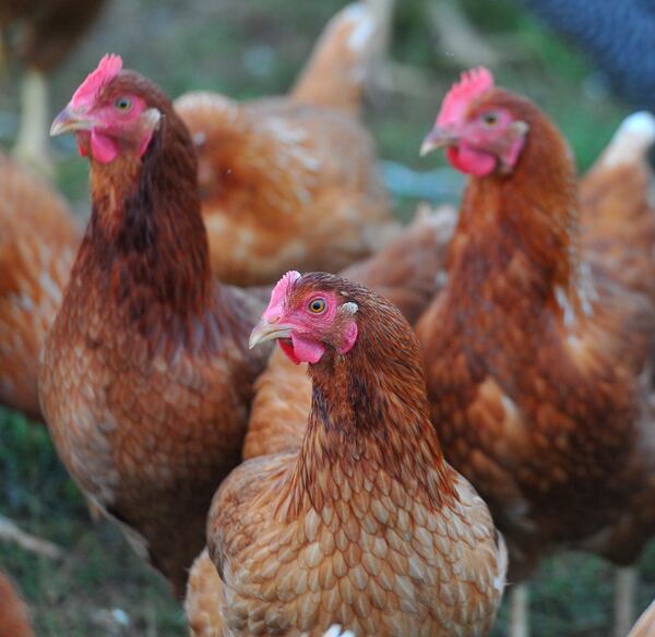Free range chickens at White Oak Pastures in Bluffton, GA. The chickens aren't confined and are allowed to walk around as they please. Chickens kept in a free range environment cost 100% more to raised at industrial poultry farms according to Will Harris, owner of the small organic farm and slaughter house. BRANT SANDERLIN / BSANDERLIN@AJC.COM BRANT SANDERLIN / BSANDERLIN@AJC.COM