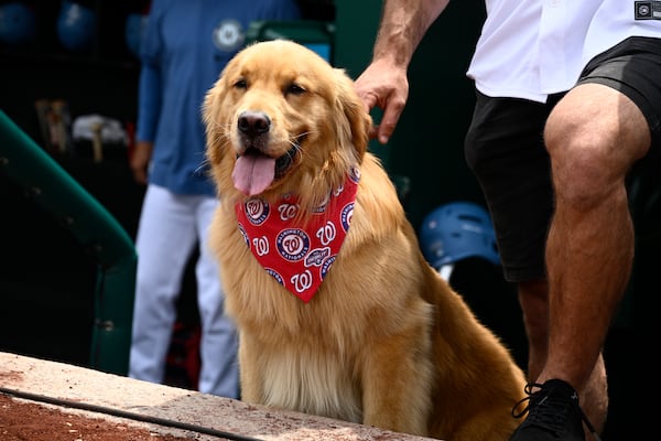 Bruce, the bat dog, looks on before a baseball game between the Washington Nationals and the Miami Marlins, Saturday, June 14, 2025, in Washington. (AP Photo/Nick Wass)